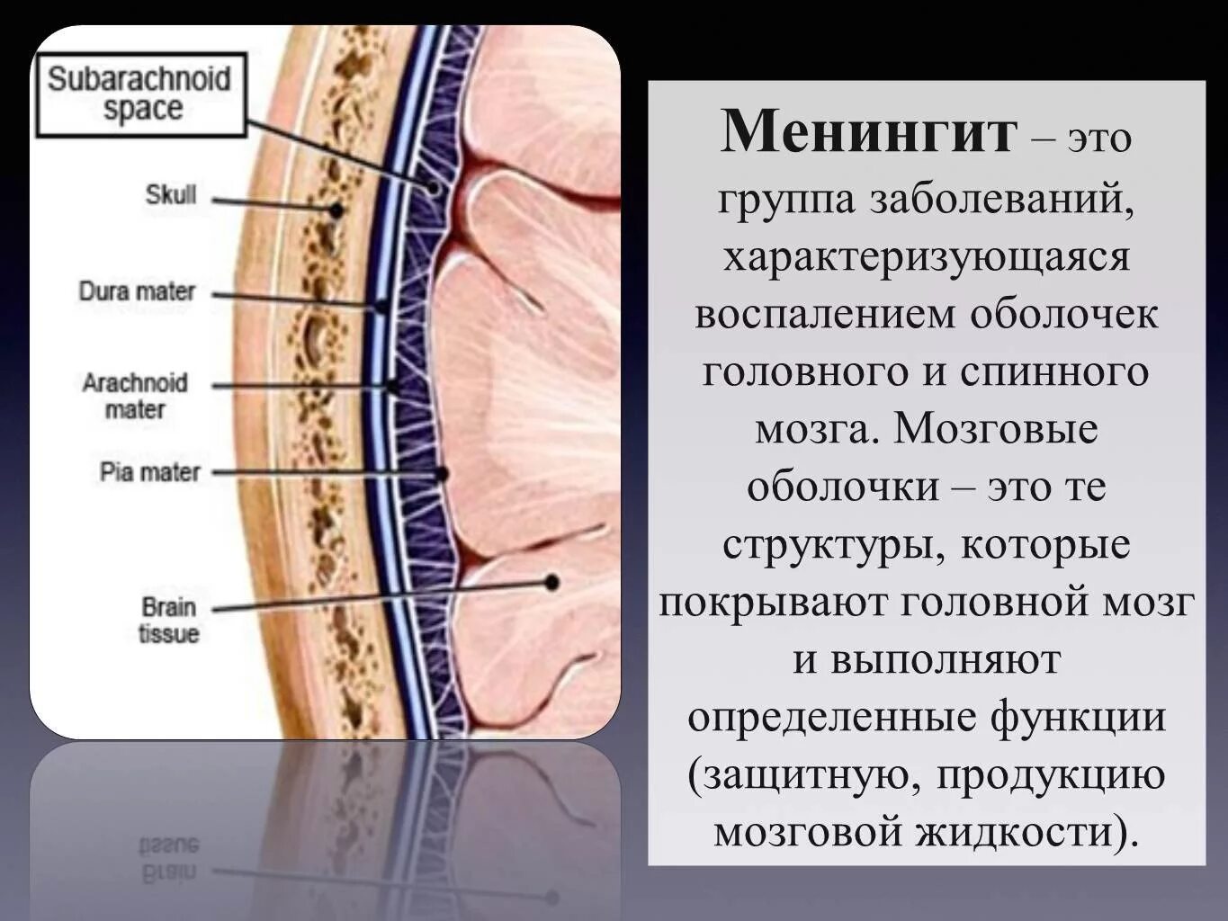 Воспаление оболочек головного и спинного мозга. Менингеальные оболочки головного. менингеальная оболочка спинного мозга.