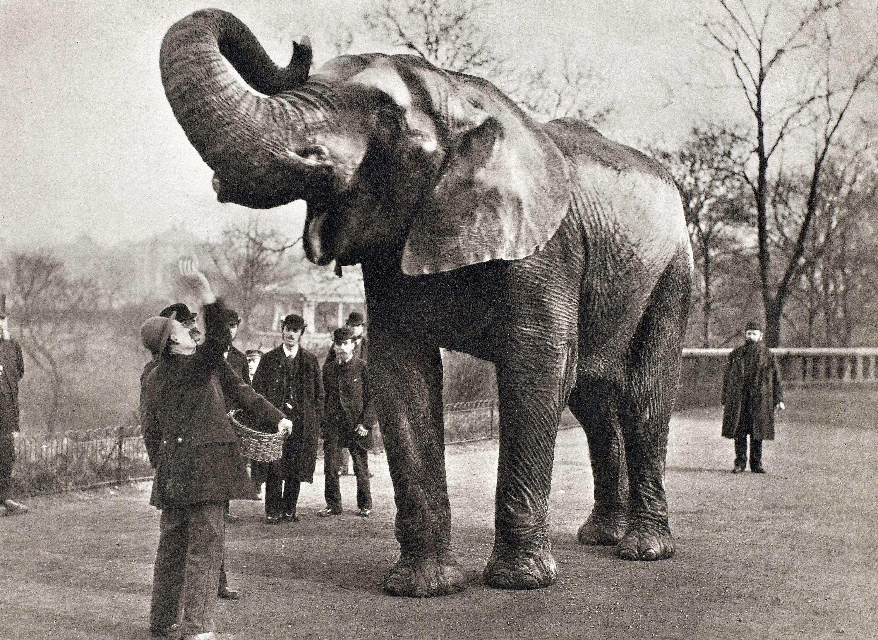 Самая первая мире видео. Лондонский зоопарк слон джамбо. Гигантский слон джамбо 1865. Карагандинский зоопарк Караганда. Слон джамбо чучело.