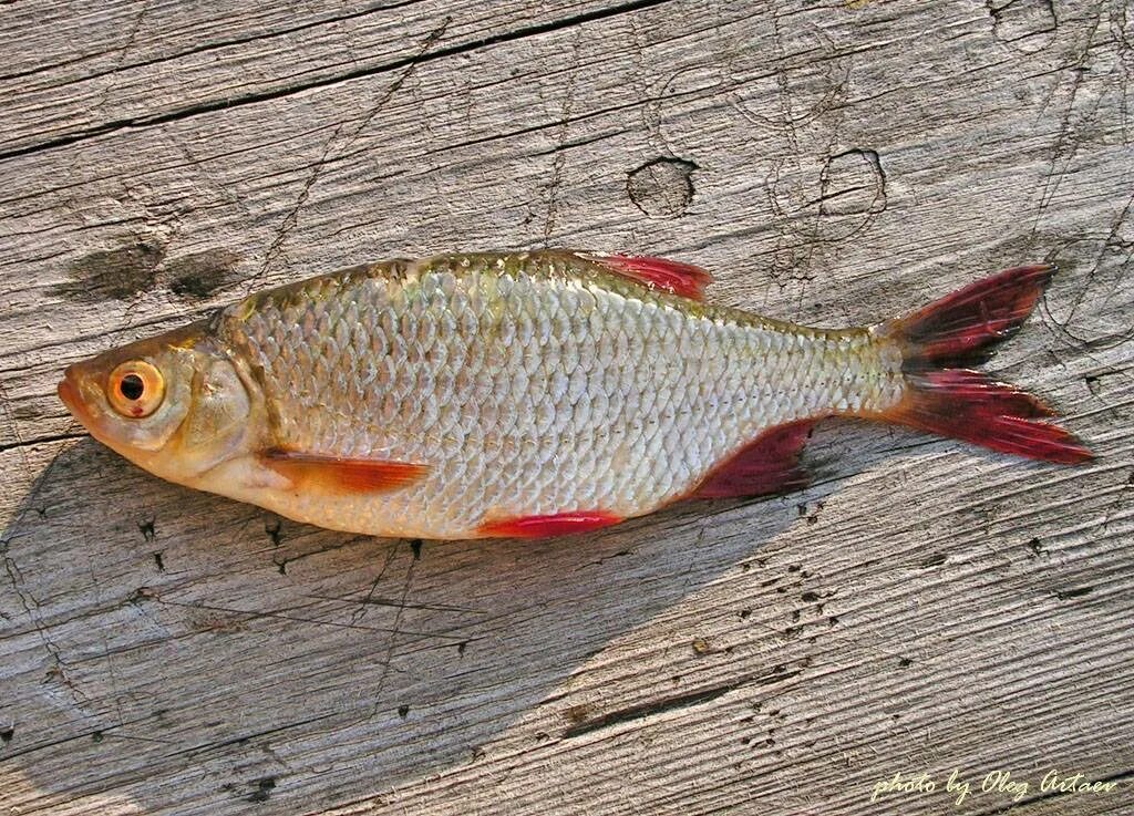 Красноперка Scardinius erythrophthalmus. Красноперка и красноглазка. Красноперка Речная. Красноперка Речная тарань. Рыба с красными плавниками речная