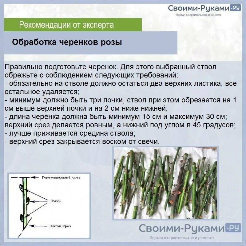 Черенки роз из букета в воде. Правильно обрезать черенок розы. Как правильно черенковать розы в домашних условиях из букета. Размножение роз черенками в домашних. Розы размножение черенками из букета.