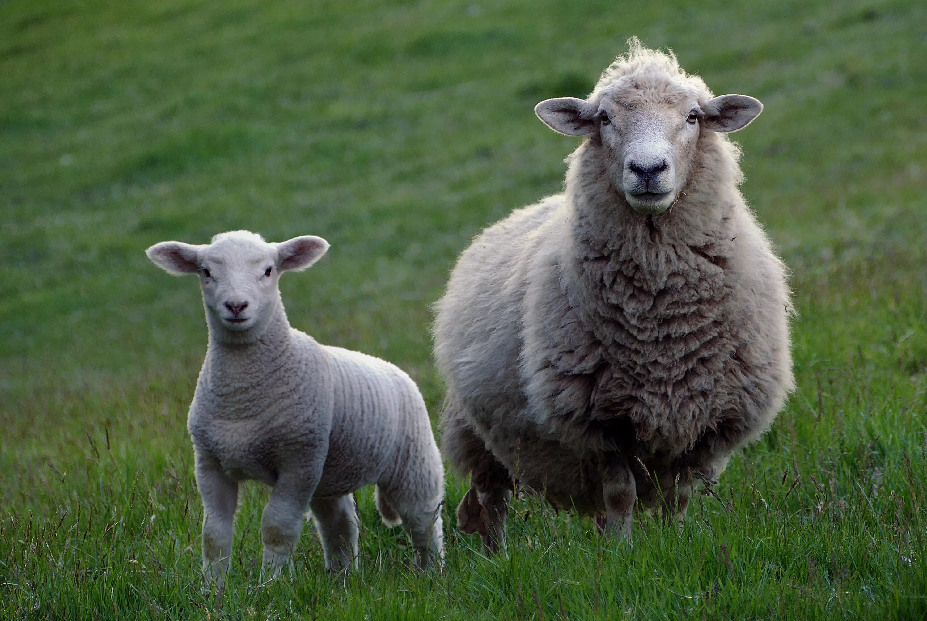 Lamb dynamic. Овцы Тексель. Лакон порода овец. Овцы тосканской породы. Тосканский ягненок.