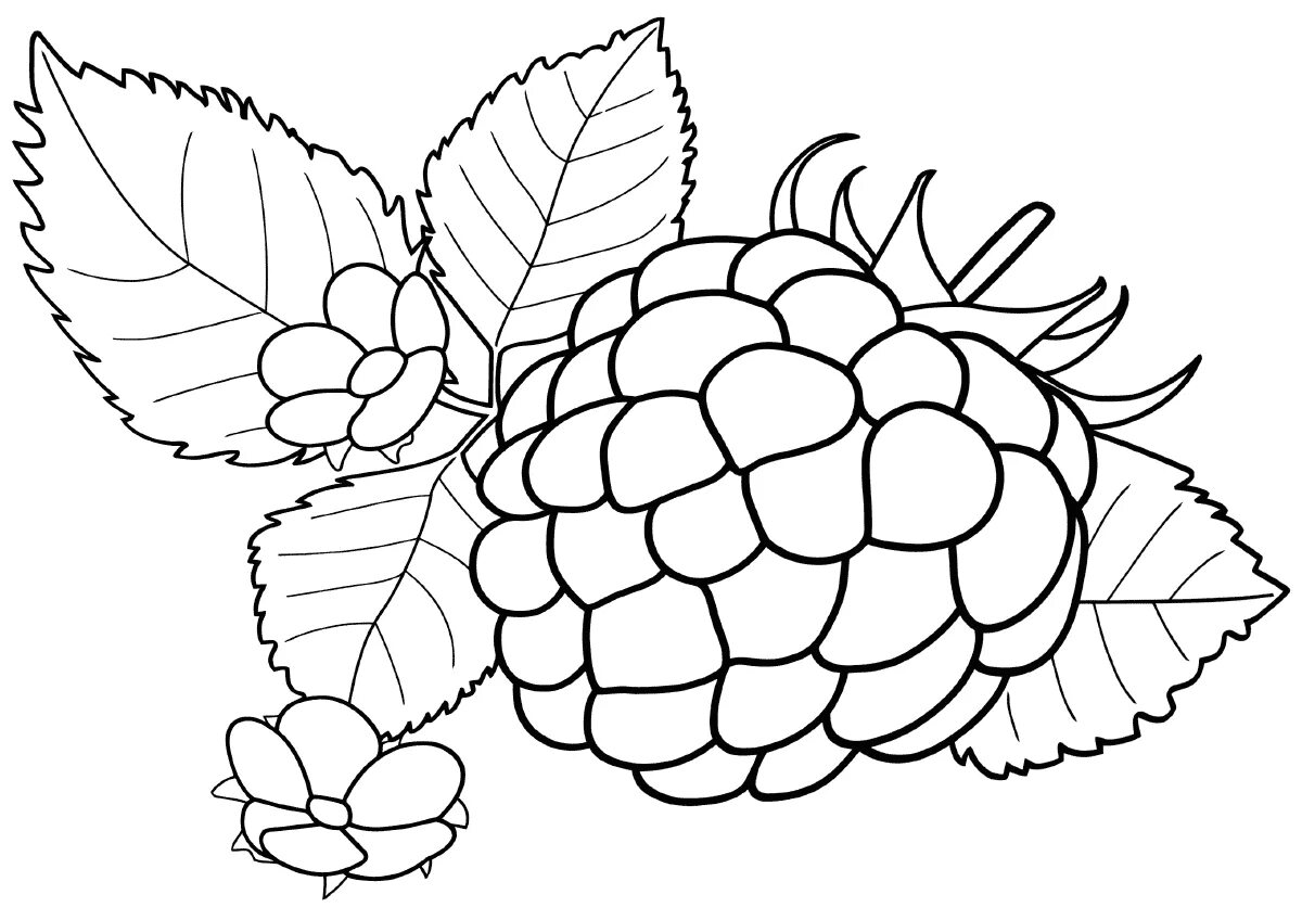 малина раскраска для детей. раскраска ежевика с малиной. малина раскраска. малина раскраска для детей. ягоды раскраска для детей.