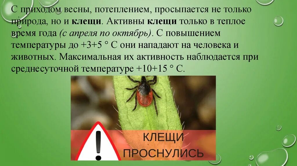 Активность клещей. Презентация клещи проснулись. Когда просыпаются клещи после зимы для собак