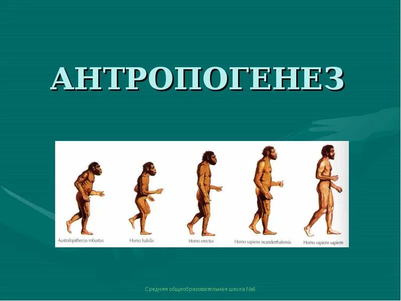 Антропогенез человека 11 класс. Антропогенез презентация. Антропогенез человека 11 класс. Антропогенез. Этапы эволюции человека.