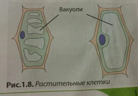 Чем отличается старая клетка от молодой