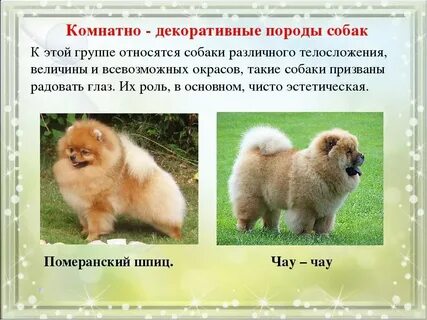 Собака шпиц характеристика