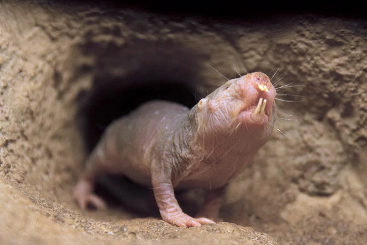 Лысый слепыш обыкновенный. Зверь землекоп из африки 9 букв. Зверь землекоп из африки 9 букв. Зверь землекоп из африки 9 букв. Голый землекоп (heterocephalus glaber).