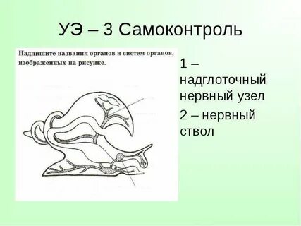 Нервный узел уровень