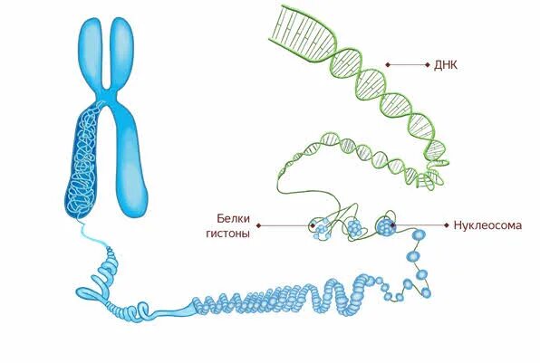 ДНК И гистоновые белки. Строение хромосомы гистоны. Строение хромосомы рисунок гистоны. Строение ДНК С гистонами. Молекулы днк находится в хромосомах
