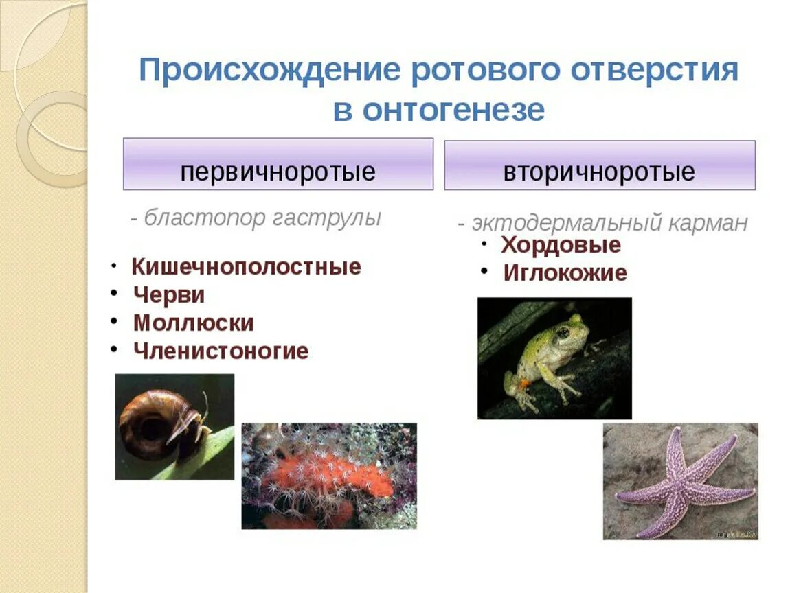 Простейшие кишечнополостные черви. Кишечнополостные Первичноротые. Вторичноротые животные. Представители первичноротых и вторичноротых. Первичные и вторичные животные.