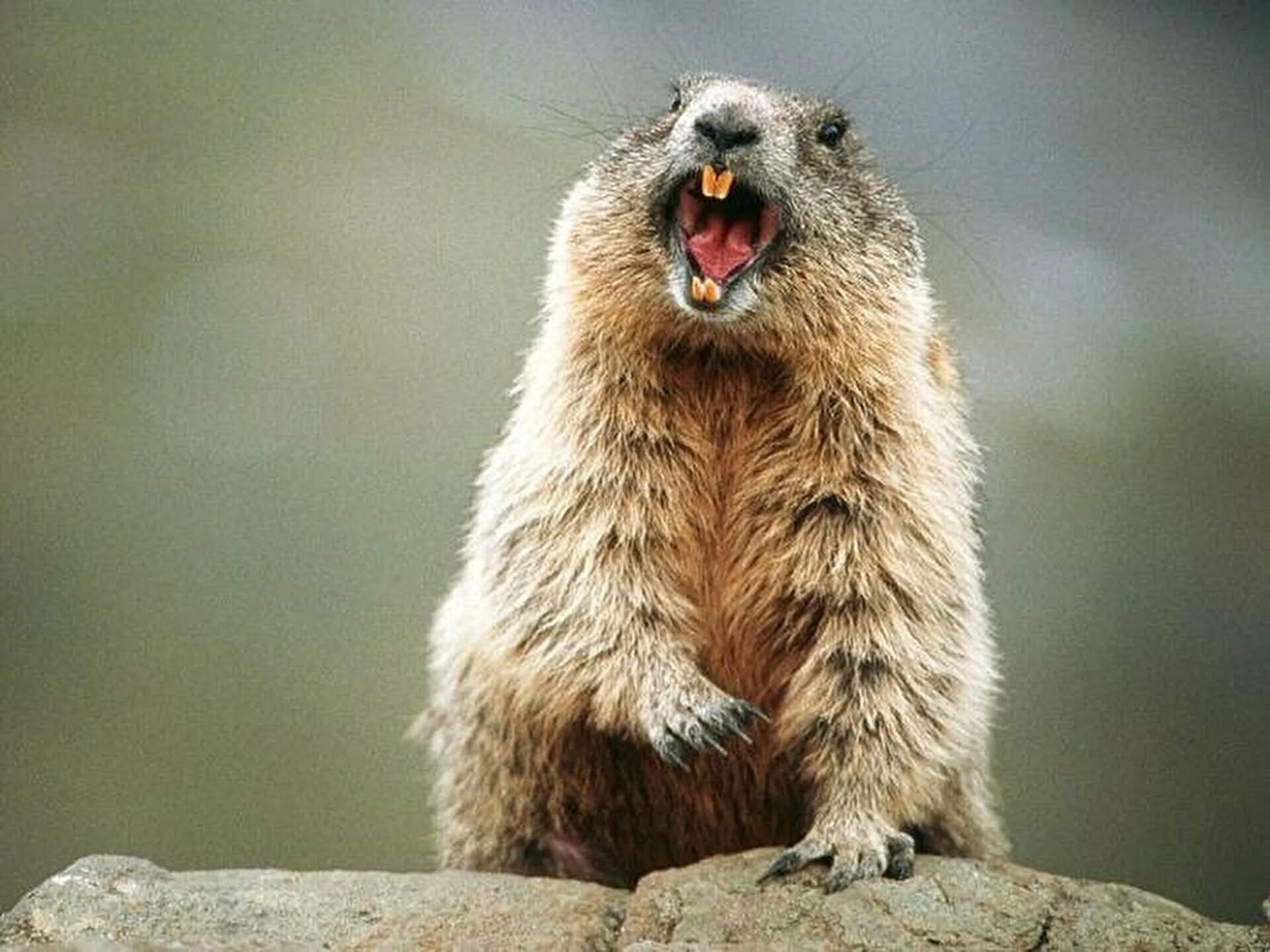 Кричащего бобра. Кричащего бобра. Орущий бобер. Животные смеются. Сурок суслик байбак это.