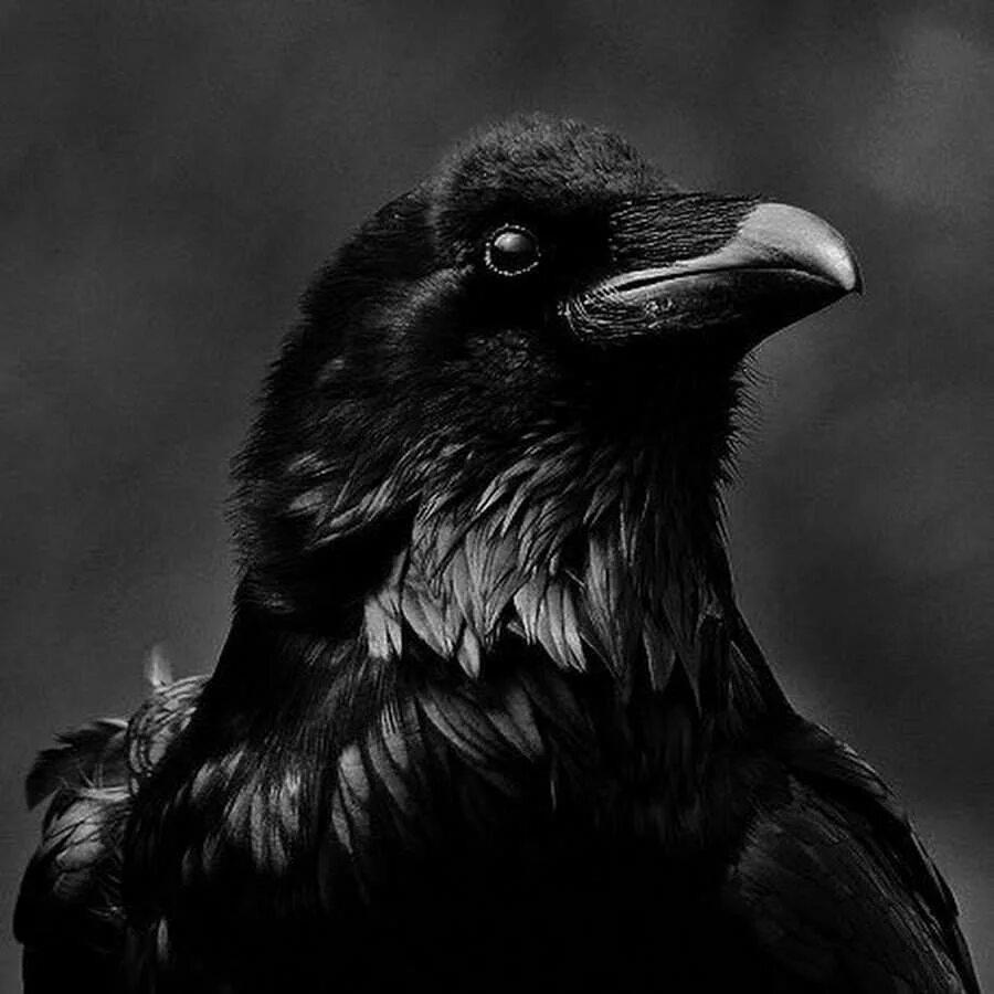 Голова ворона. Ворона арт. Белоклювый ворон. Crow steam. Черный ворон.