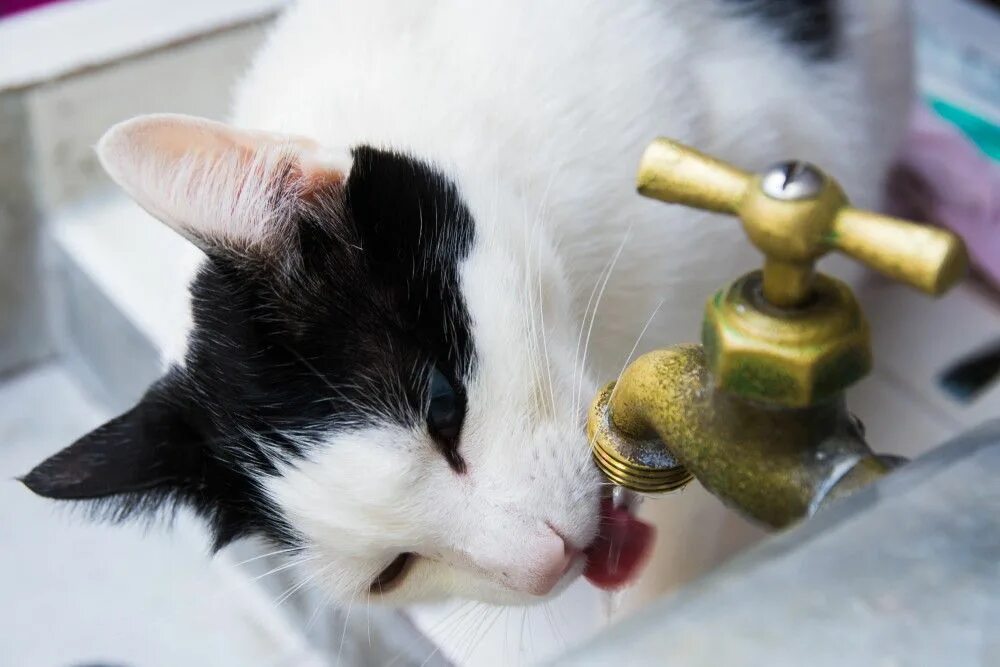 Кошка часто пьет воду. Кошка пьет. Кошка в воде. Кот пьет воду из под крана. Котята пьют из поилки.