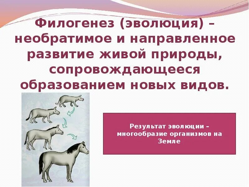 Как называют процесс исторического развития живой природы. Филогенез. Филогенез Эволюция. Филогенез это развитие. Необратимое и направленное развитие живой природы это.