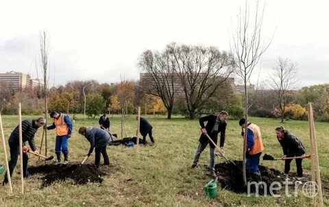 Посадка деревьев принять участие