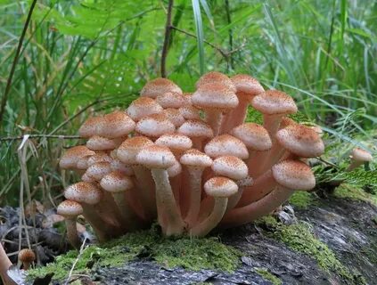 Картинка опята грибы
