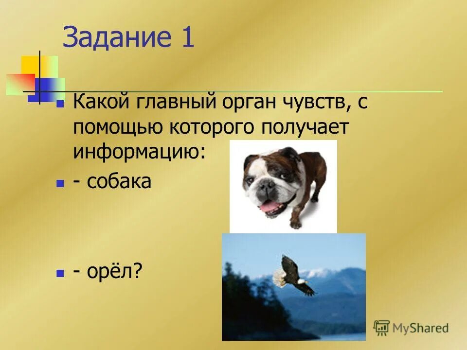 Польза домашних животных. Кто из животных получает организм. Как животные воспринимают информацию. Различные органы чувств у животных. Метод отдаленной гибридизации животных.