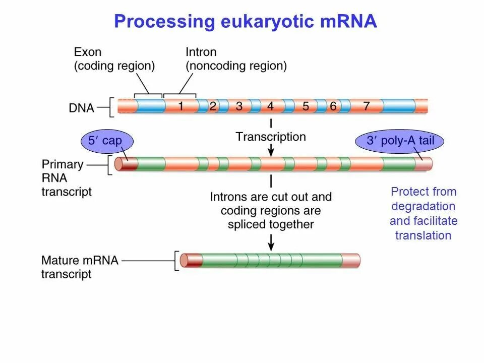 Процессинг и сплайсинг РНК этапы. Процессинг биология. Посттранскрипционный процессинг РНК. Процессинг это процесс. Последовательность этапов процессинга