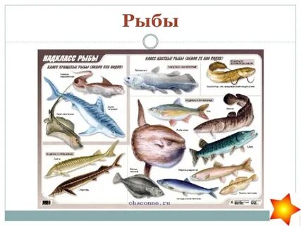 Рыбы 8 класс