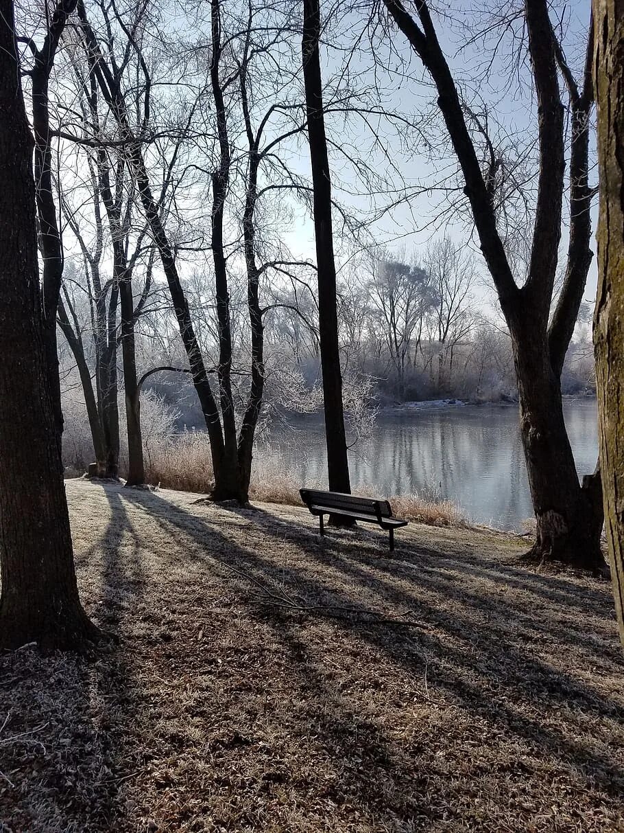 Холодный парк. Чб пруд с деревьями. Серый холодный парк.