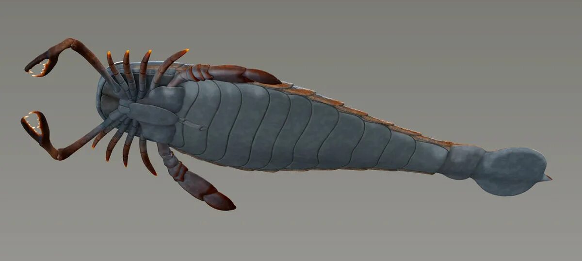 Морской скорпион фото Мегалограпт: Гигантский морской скорпион из древнего моря, который был размером
