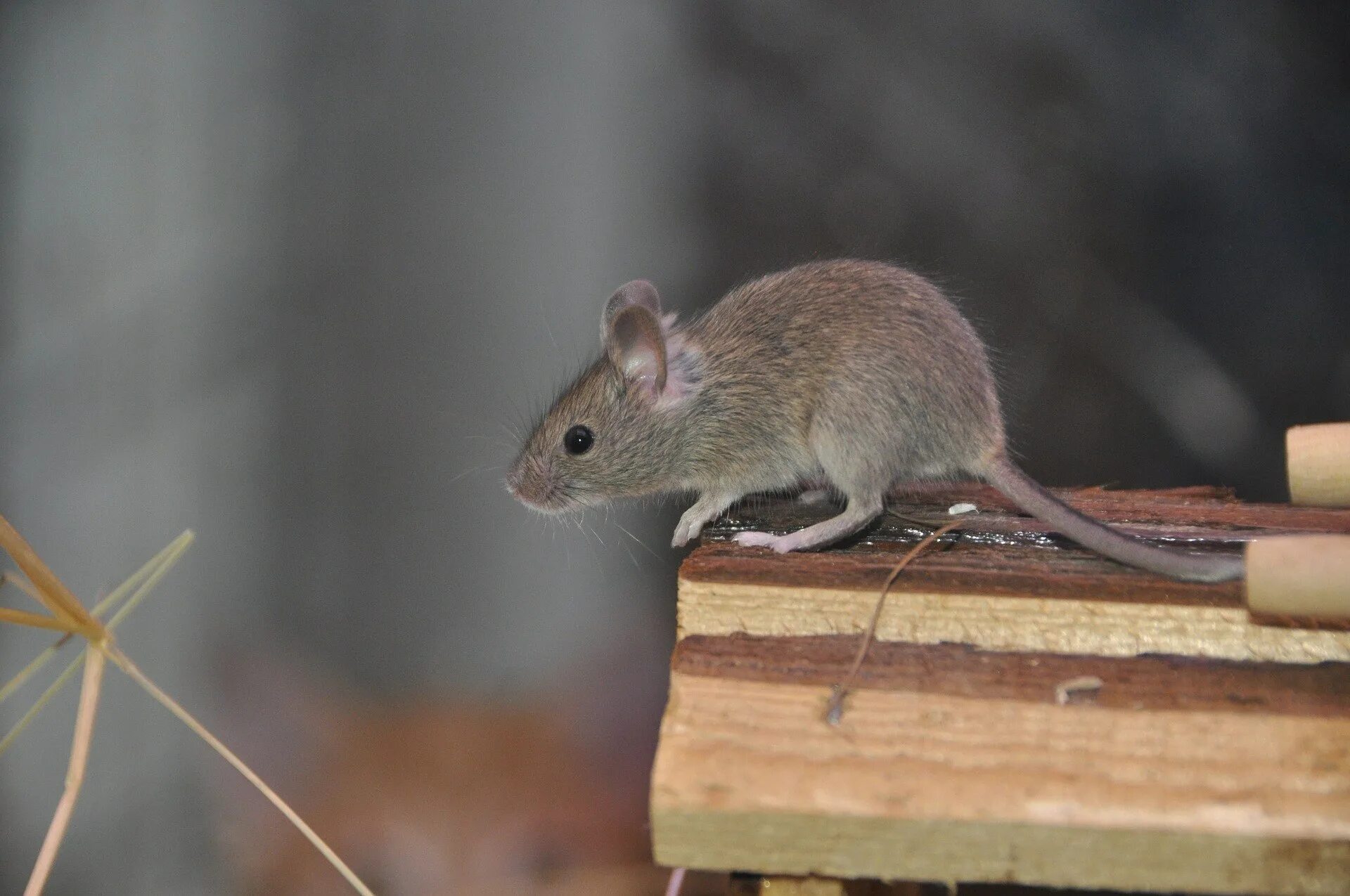 Экспериментатор поместил домовую мышь. Mus musculus домовая мышь. Серая домовая мышь домовая. Мышь домовая серая. Мышка серая.
