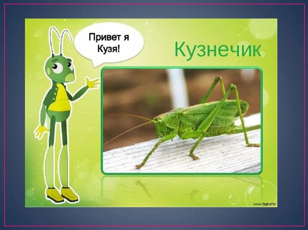 Кузнечик Кузя. Кузнечик Кузя картинки. Кузнечики надпись. Кузнечик Кузя рисунок.