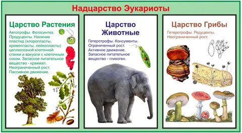 Надцарство крапивы