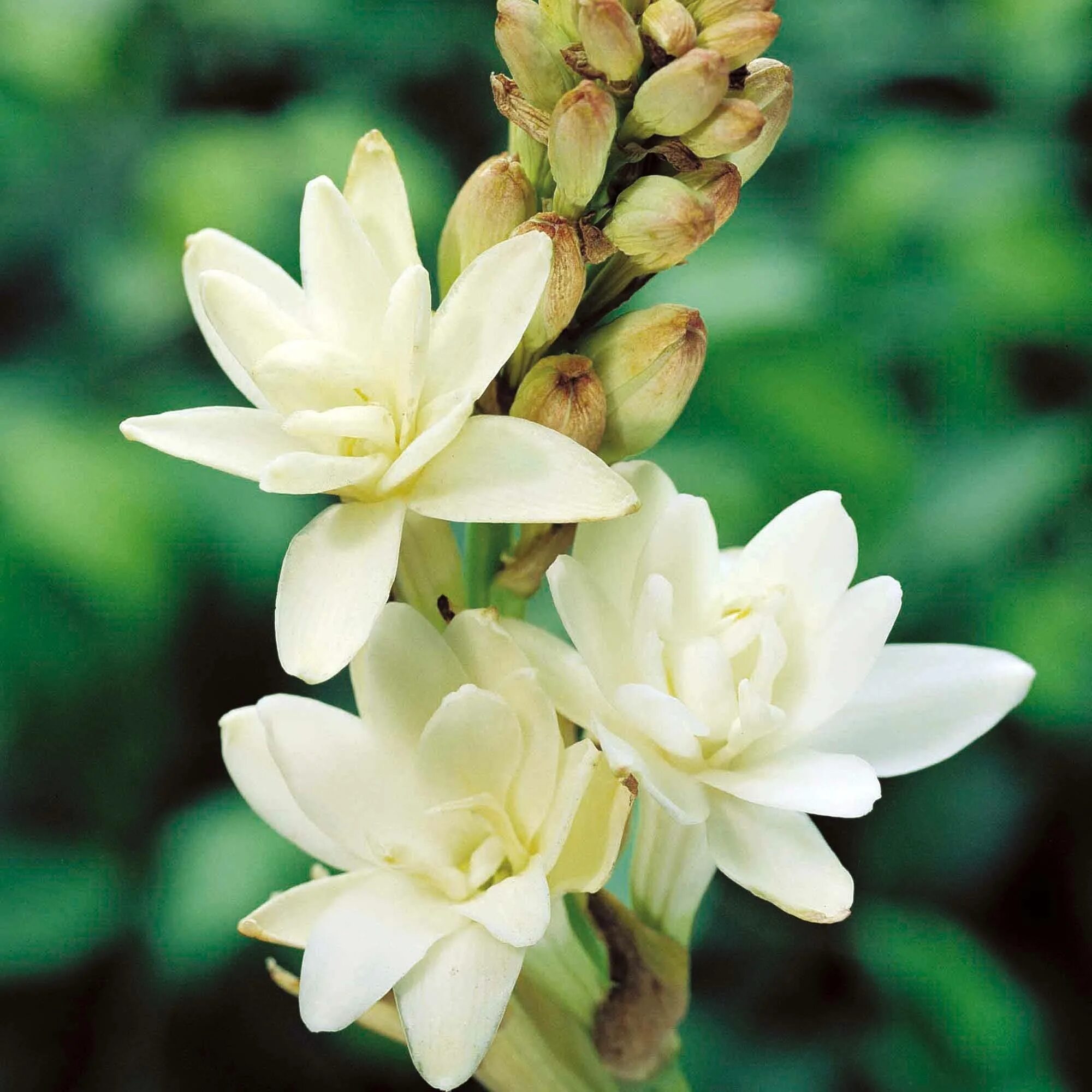 Тубероза цветок. Полиантес Тубероза. Цветок полиантес Тубероза. Индийская Тубероза.