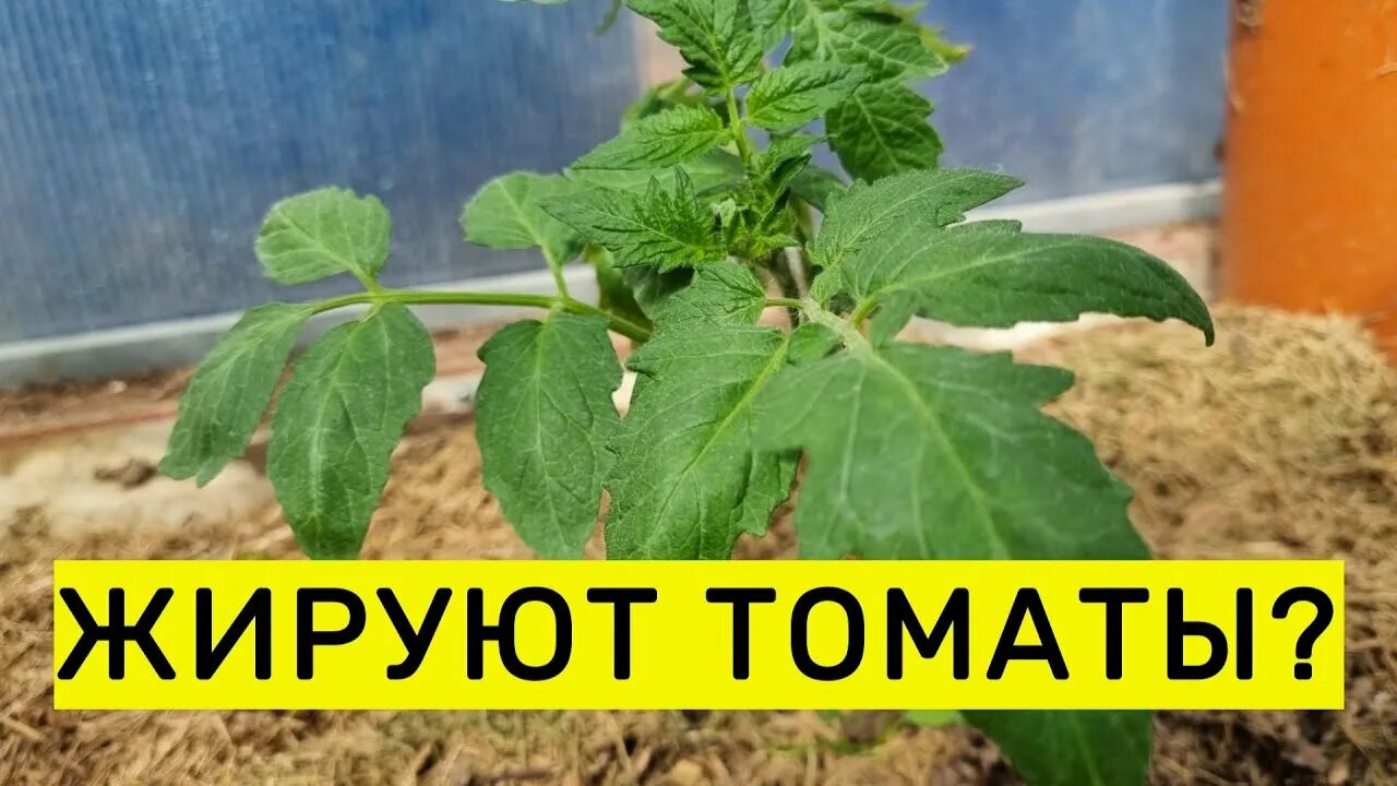 Томаты жируют в теплице чем подкормить. Помидоры жируют. томаты жируют в теплице. жирующие томаты фото. когда жируют помидоры фото.