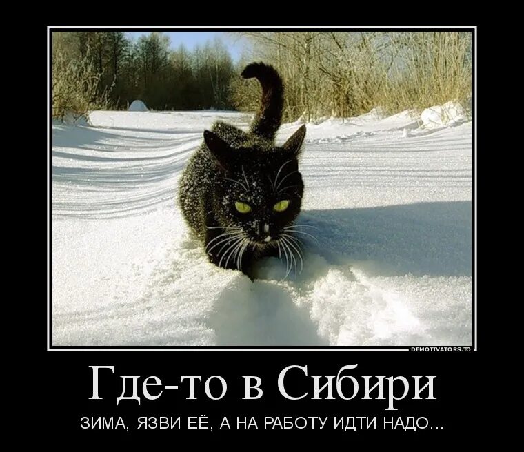 Конечно пойдемте. Коты демотиваторы. Только черному коту и невезет. Демотиватор кот на рыбалку в Мороз. Кот вышел на снег и вернулся.