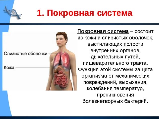 Система покровных органов человека функции. Система покровных органов человека. Покровная система человека органы и функции. Покровная система органов человека 8 класс. Покровная система органы в системе и функции.