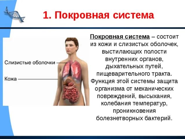 Система покровных органов человека функции. Система покровных органов человека. покровная система человека органы и функции. покровная система органов человека 8 класс. покровная система органы в системе и функции.