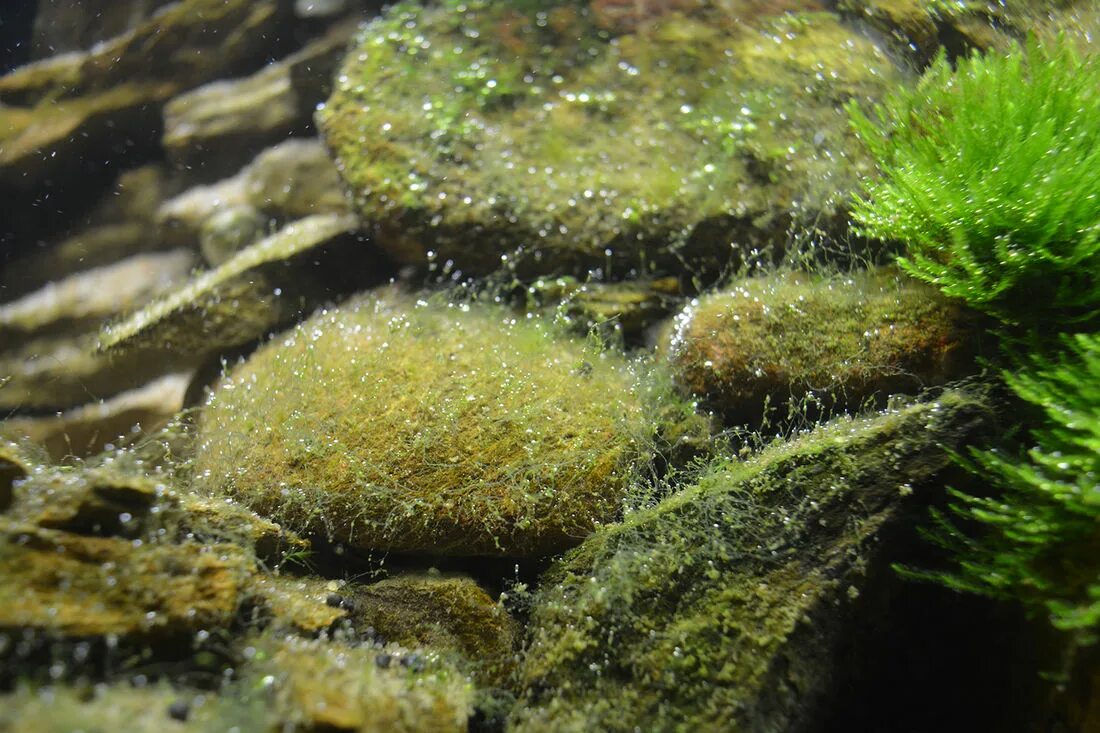 Мелкая зеленая водоросль. Водоросли нитчатка. мох риччия. trichodesmium erythraeum водоросли. водоросль эдогониум.