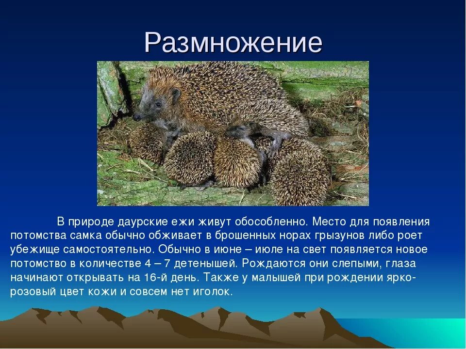 Почему еж занесен в красную книгу