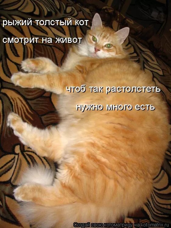 Самый толстый кот в мире. Самый толстый кок в мире. Самая толстая кошка в мире. Самый толстый кок в мире. Огромный кот.