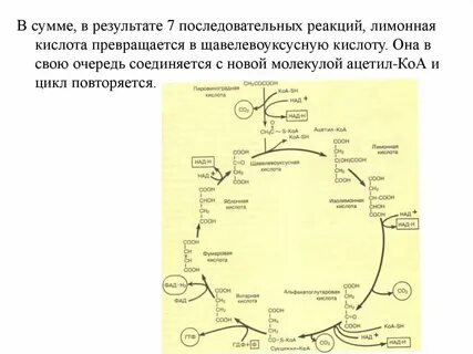Энергетический биосинтез
