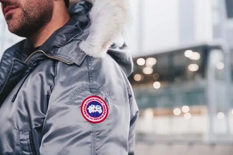 Canada goose