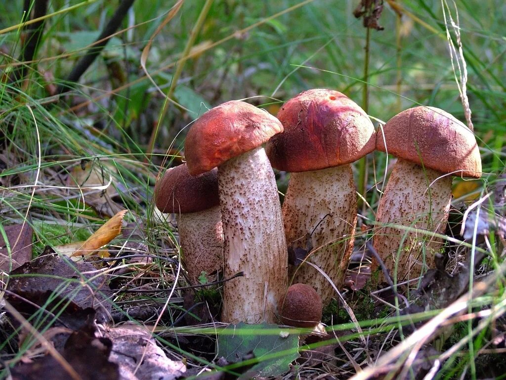 Канадский боровик гриб. Боровик,желчный гриб,сатанинский гриб. Австралийский боровик. Плодовое тело boletus edulis. Ложный боровик двойник белого гриба.