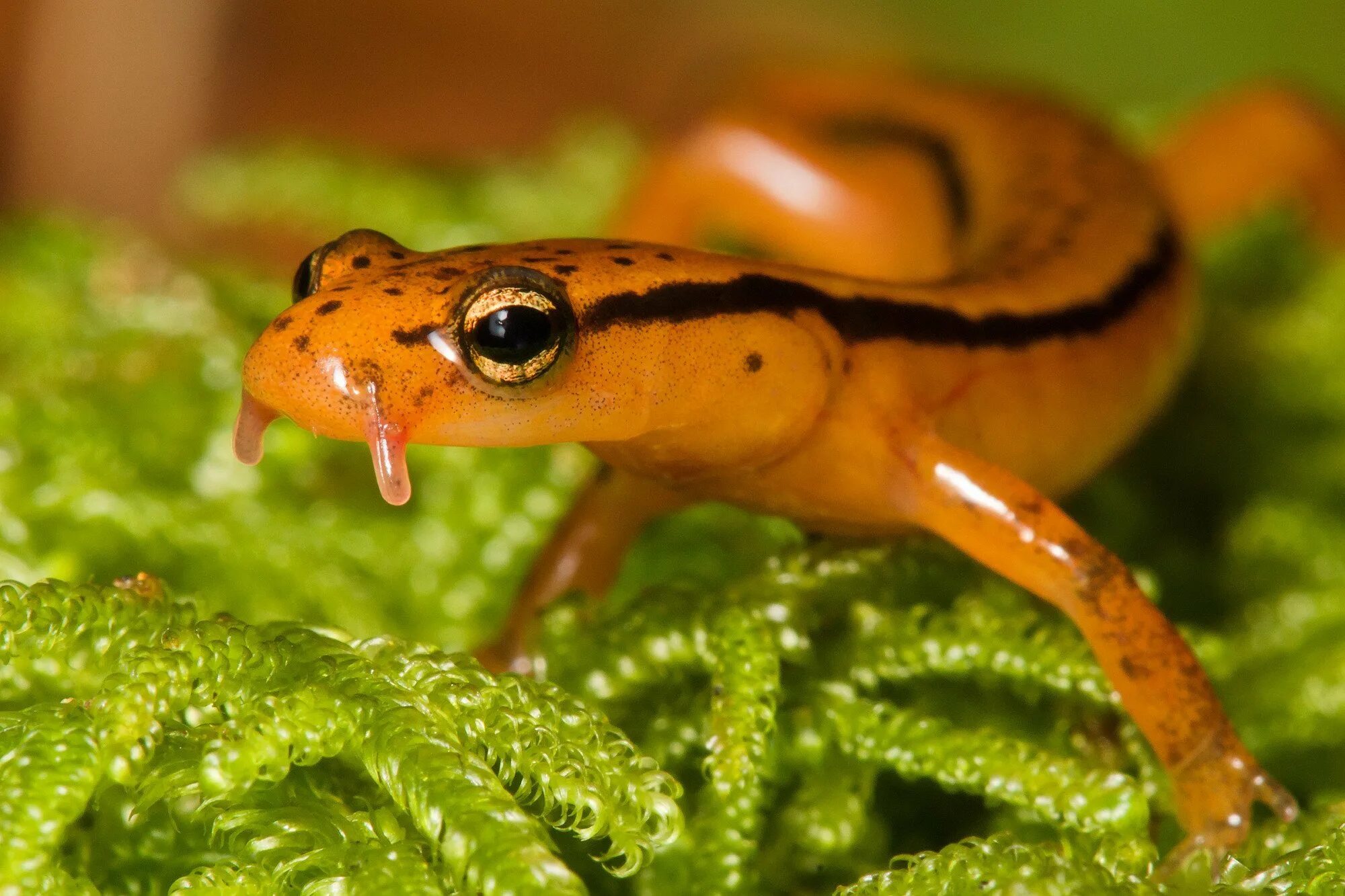 Глаз тритона. Тритон ящерица. Тритон. Глаз тритона. Крокодиловый сцинк в террариуме.