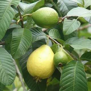 Guava fruit