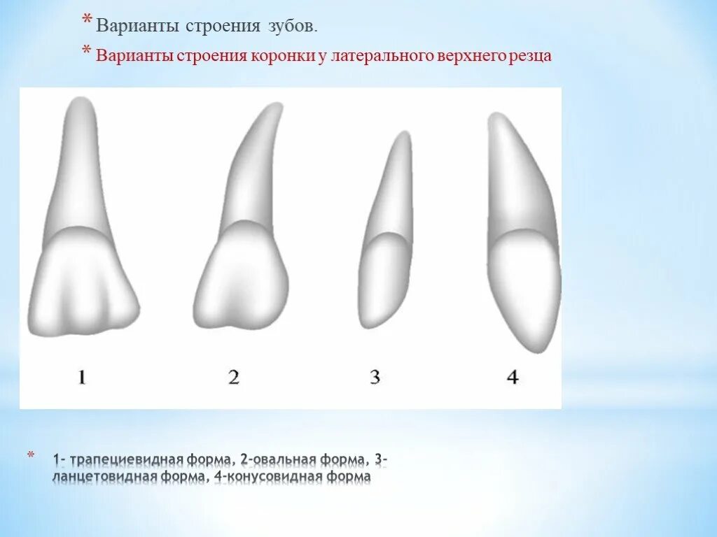 Форма резцов зубов