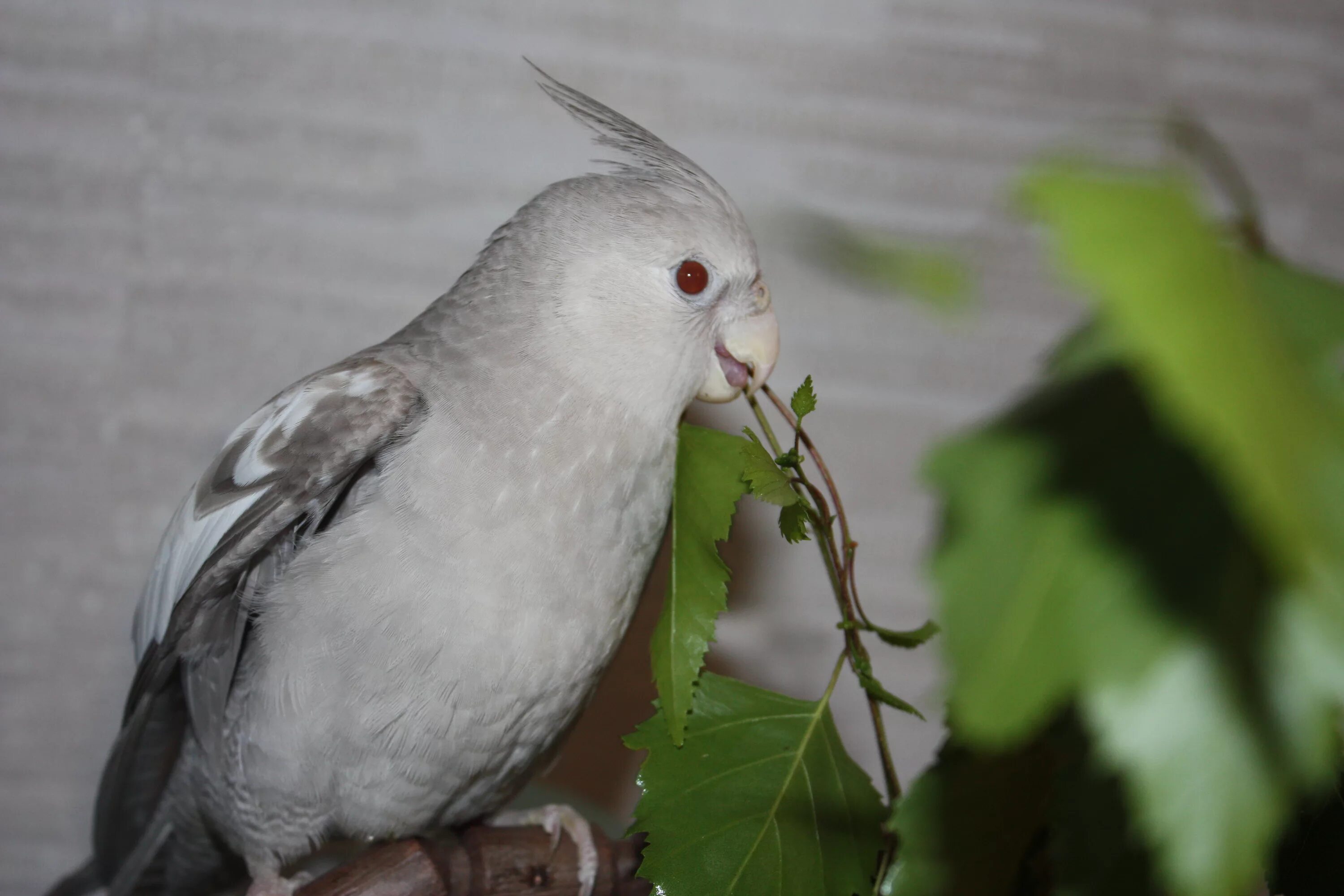веточки для попугаев. корелла арлекин. корелла арлекин. веточки деревьев для попугаев. карева попугай.