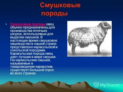 Хозяйственные особенности овец
