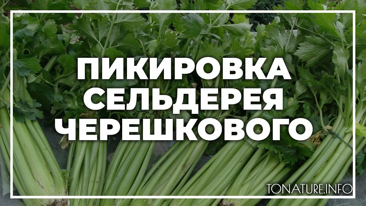 Как пикировать сельдерей черешковый. Пикировка сельдерея черешкового. Пикировка сельдерея листового. Пикировка рассады сельдерея листового. Пикировка сельдерея черешкового на рассаду.