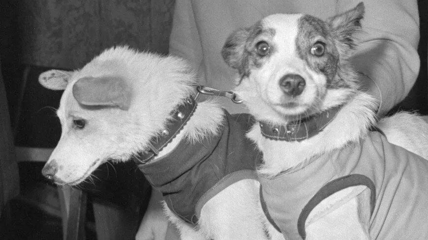 Первое живое существо совершившее космический полет. 20 Августа 1960 года в космос летали собаки белка и стрелка. Собака белка и стрелка 1960. Белка и стрелка собаки космонавты. Белка и стрелка космос 19 августа 1960 года.
