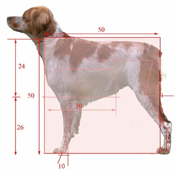 Высокая холка формирующая. Бретонский эпаньоль высота в холке. Бретонский эпаньоль рост в холке. Эпаньоль Бретон Размеры. Бретонский эпаньоль Размеры.
