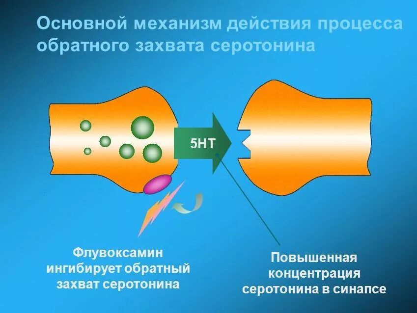 Ингибиторы обратного захвата серотонина. Ингибиторы обратного захвата как работают. Ингибиторы обратного захвата серотонина механизм действия. Обратный захват серотонина. Сиозс препараты для чего