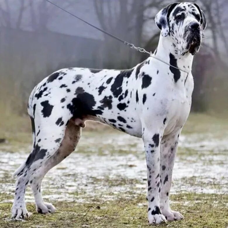 мраморный дог арлекин. пятнистый дог. английский мраморный дог. королевский дог пятнистый. немецкий дог арлекин.