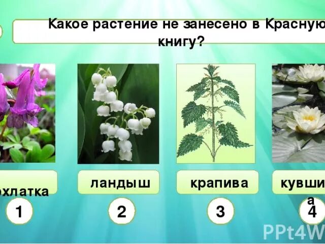 Рассмотри изображение ковыля ландыша тюльпана. Растения неизанесенные в красную книгу. Растения занесенные в красную книгу. Растения не занесенные в красную книгу. Растения занесенные в красную.